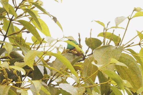Chestnut-breasted Chlorophonia (Chlorophonia pyrrhophrys), photo 5