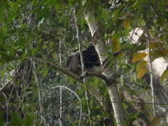 Macaca ochreata