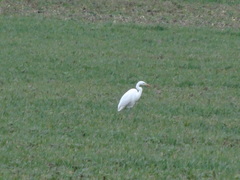 Ardea alba alba