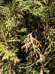 Pestalotiopsis funerea