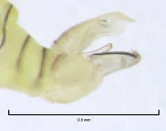 Cryptoneossa triangula