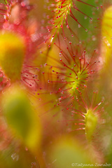 Drosera × obovata