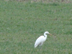 Ardea alba alba