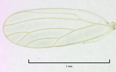 Cryptoneossa triangula
