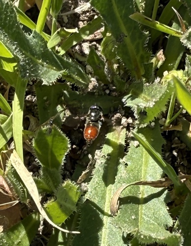 Unknown species found near Corte Anacapa, Chula Vista, CA, US