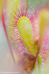 Drosera × obovata