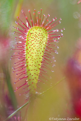 Drosera × obovata