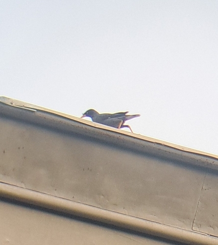 Acridotheres javanicus