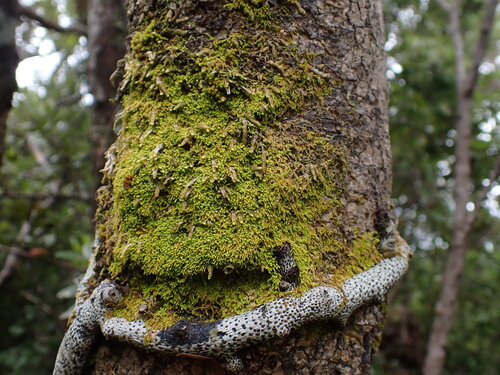 Haplohymenium pseudotriste observed 2025-11-12