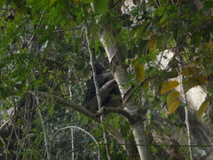 Macaca ochreata