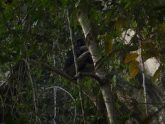 Macaca ochreata