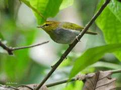 Phylloscopus ruficapilla