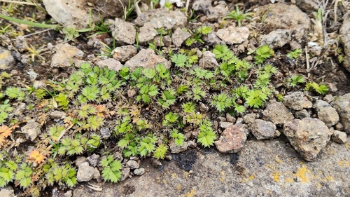 scarlet bidibid (Acaena microphylla)