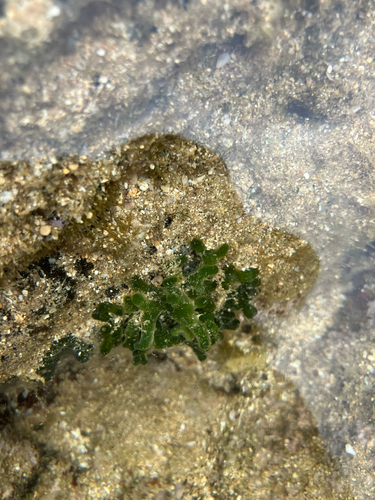 Codium edule, 2026-03-09