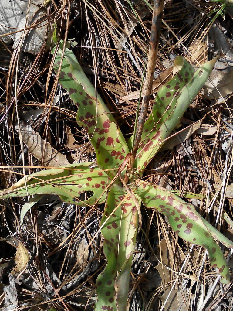 Manfreda maculata