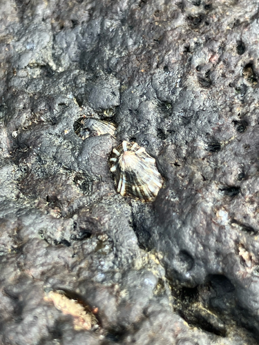 Siphonaria normalis observed 2026-03-09