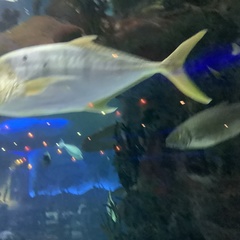 Carangoides