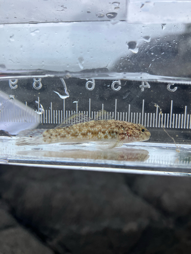 Bathygobius cocosensis, 2026-03-09