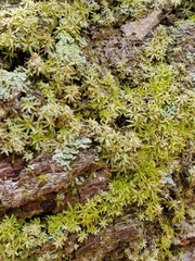 Octoblepharum albidum