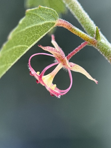 California ayenia (Ayenia compacta)