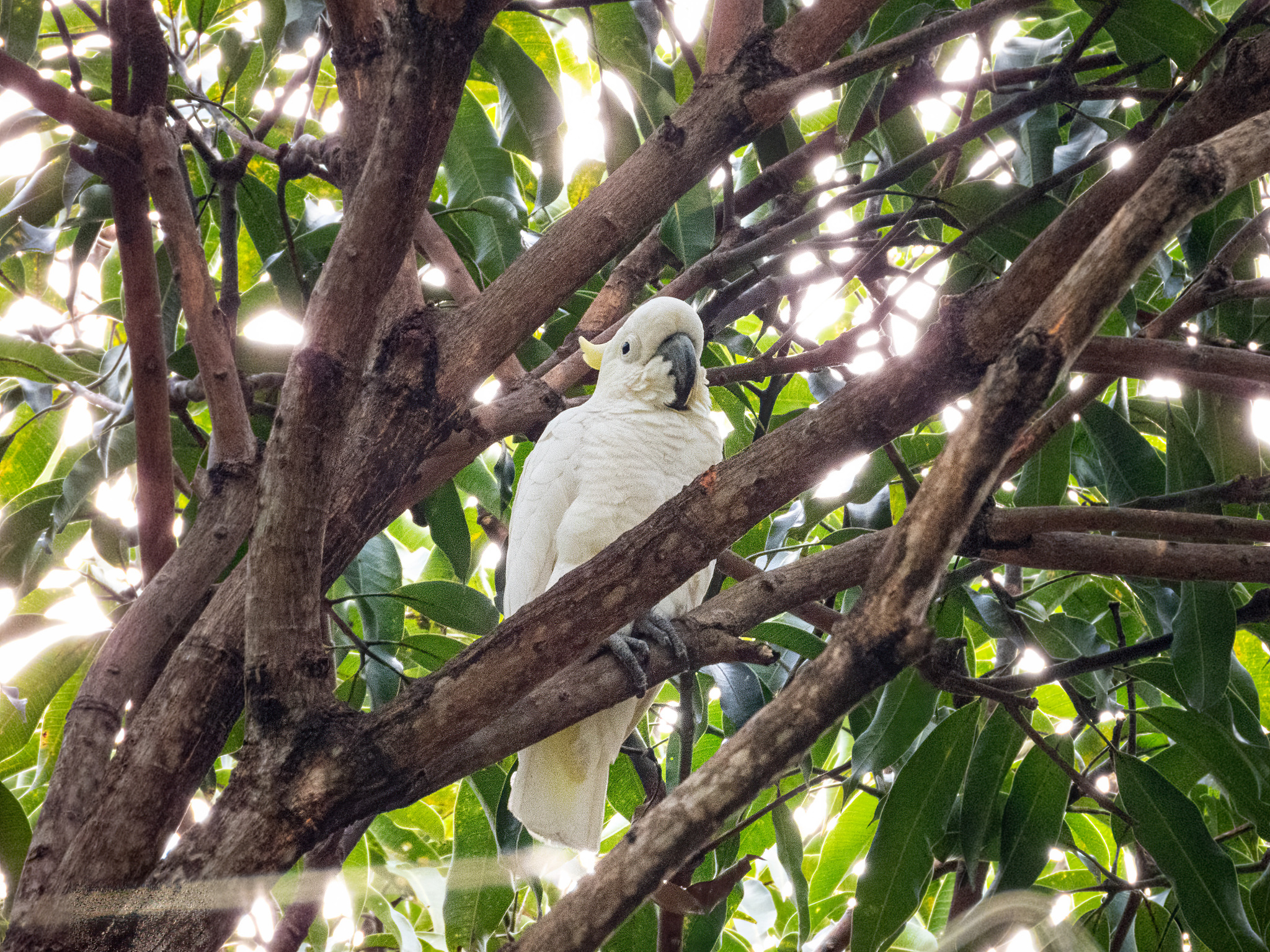 Yellow-crested Cockatoo (Cacatua sulphurea), photo 4
