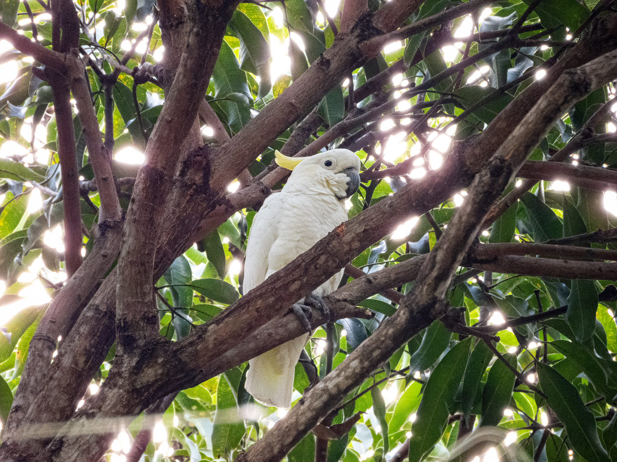 Yellow-crested Cockatoo (Cacatua sulphurea), photo 3