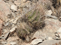 Thelocactus bicolor bicolor
