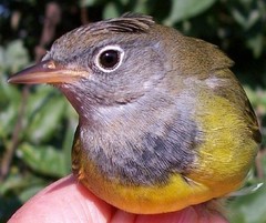 Connecticut Warbler photo 5