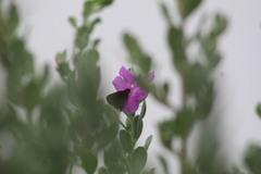 Eprius veleda veleda