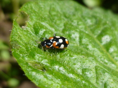 Eriopis connexa