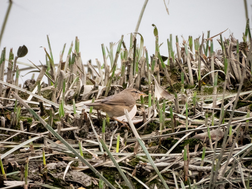 Dusky Warbler (Phylloscopus fuscatus), photo 7