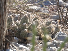 Coryphantha durangensis