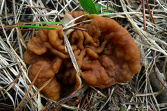 Gyromitra perlata