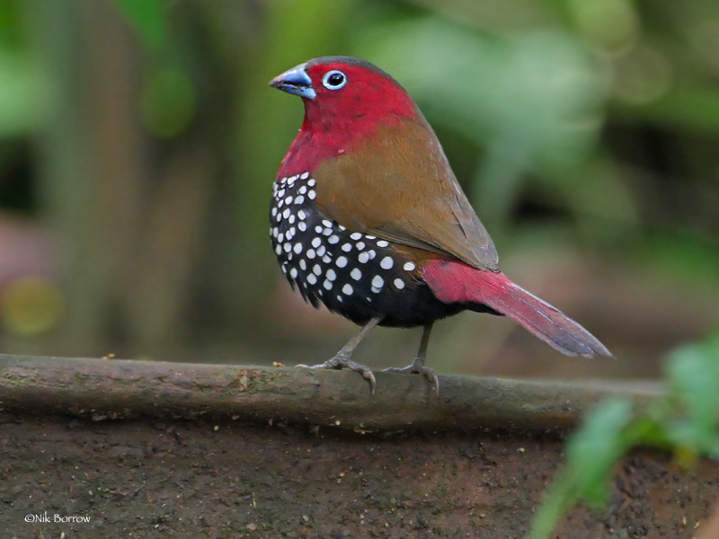 Waxbills and Allies