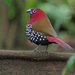 Waxbills and Allies - Photo (c) Nik Borrow, some rights reserved (CC BY-NC)