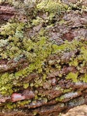 Octoblepharum albidum