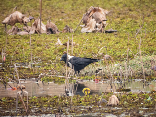 Collared Crow (Corvus torquatus), photo 2
