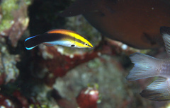 Labroides pectoralis