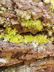 Octoblepharum albidum