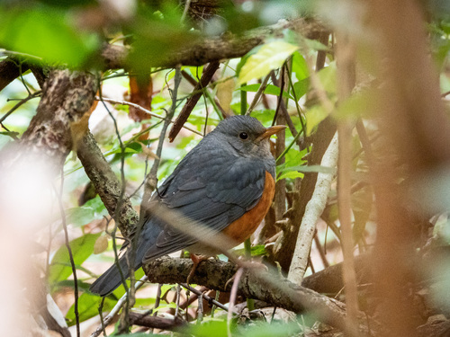 Grey-backed Thrush (Turdus hortulorum), photo 4