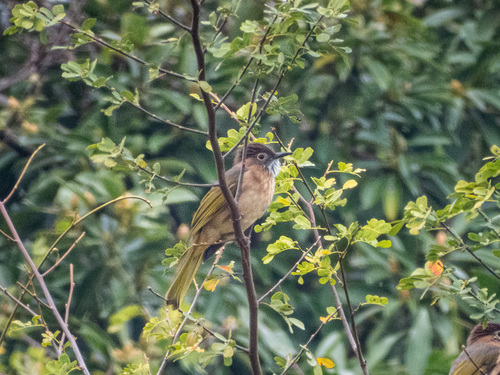 Mountain Bulbul (Ixos mcclellandii), photo 8