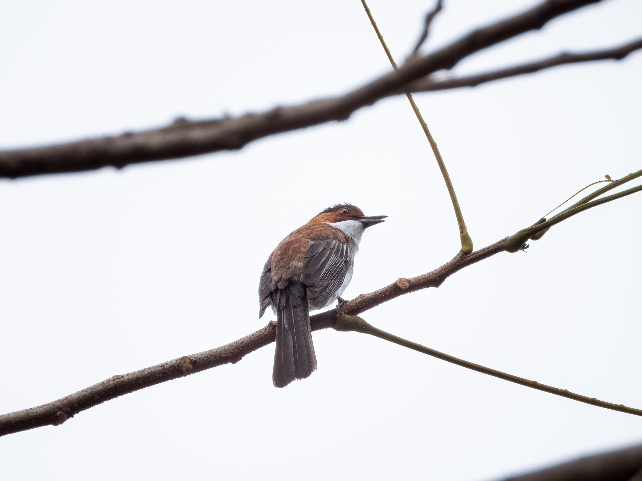 Chestnut Bulbul (Hemixos castanonotus), photo 6