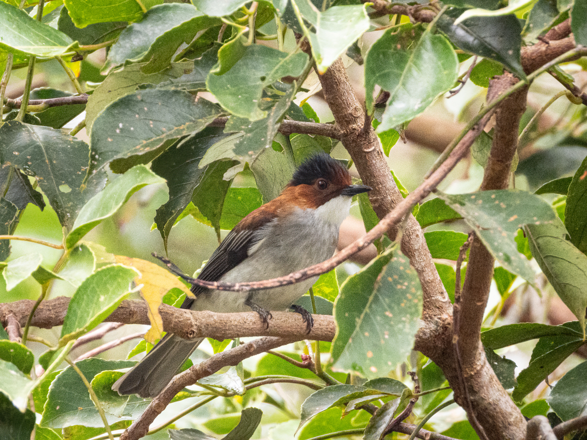 Chestnut Bulbul (Hemixos castanonotus), photo 5