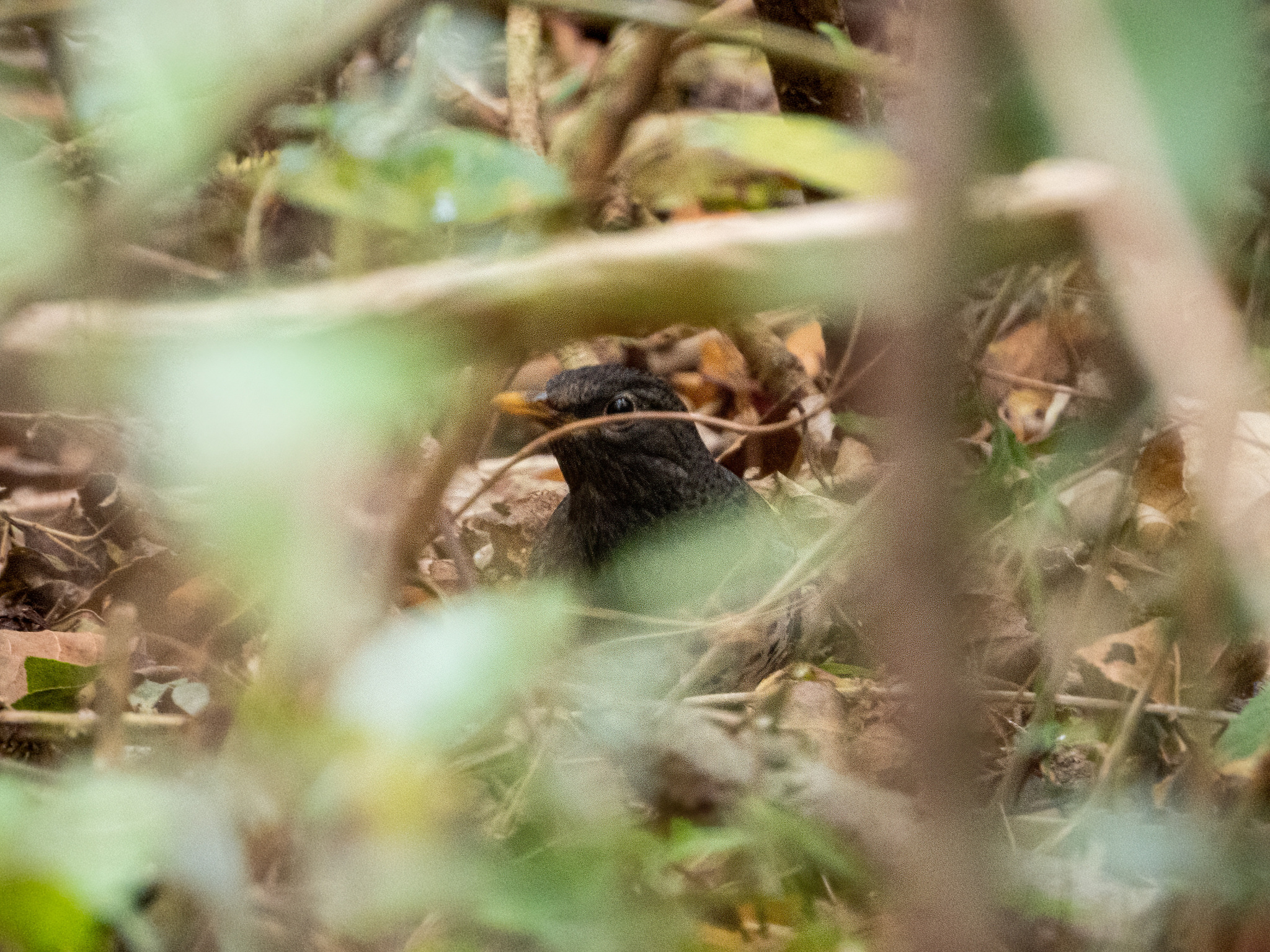 Japanese Thrush (Turdus cardis), photo 6