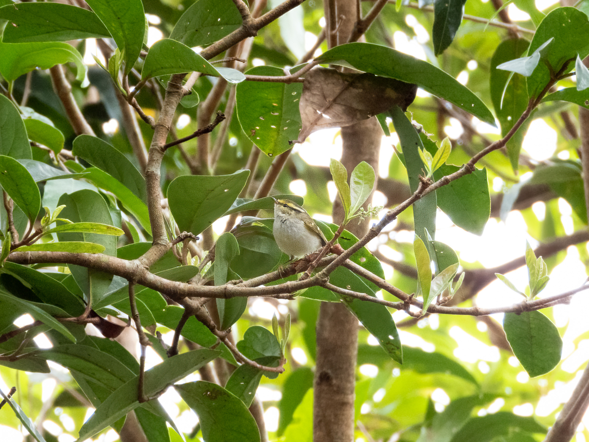 Pallas's Leaf Warbler (Phylloscopus proregulus), photo 5