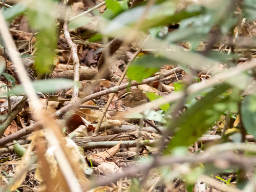 Asian Stubtail (Urosphena squameiceps)