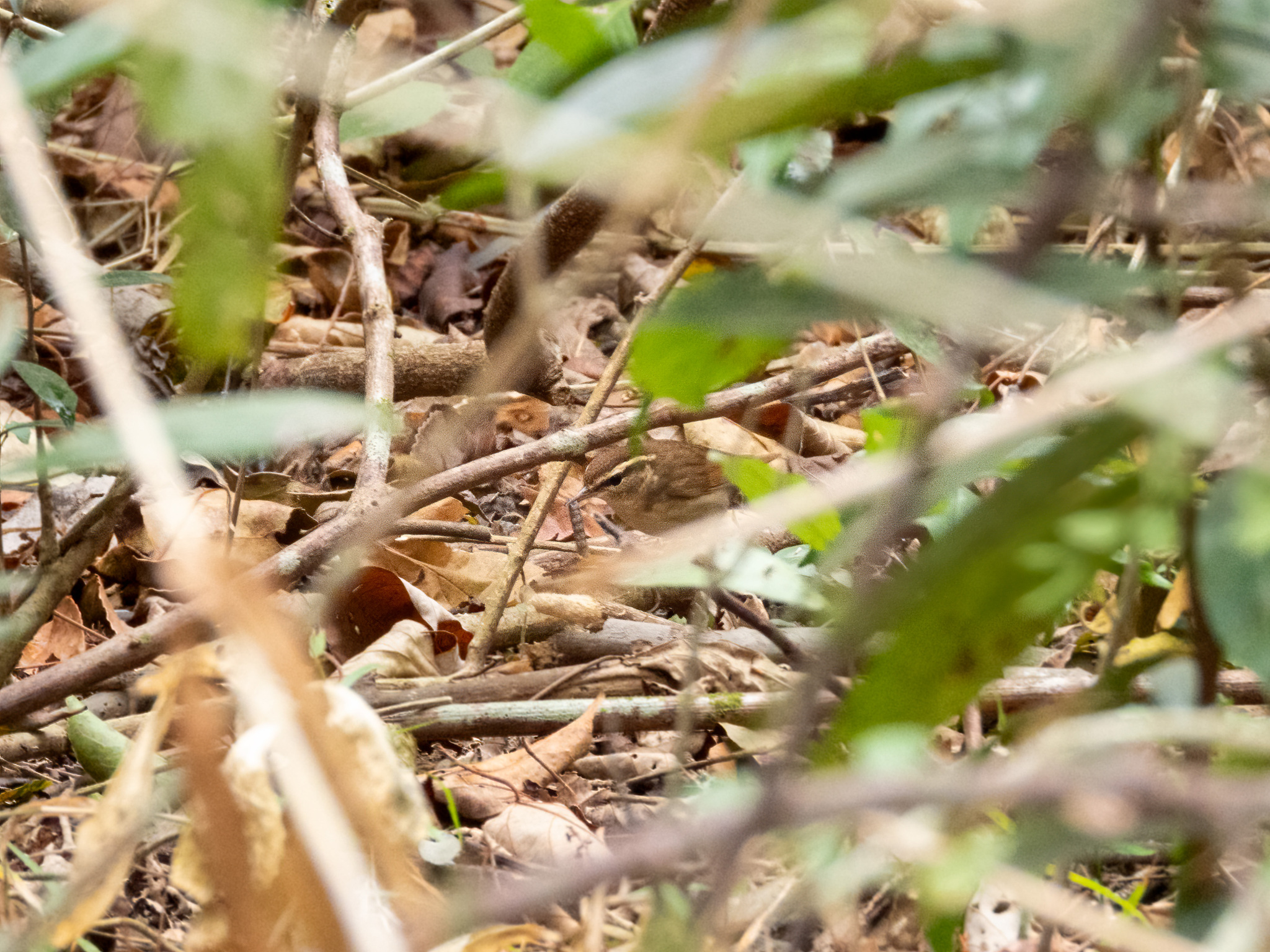 Asian Stubtail (Urosphena squameiceps), photo 1