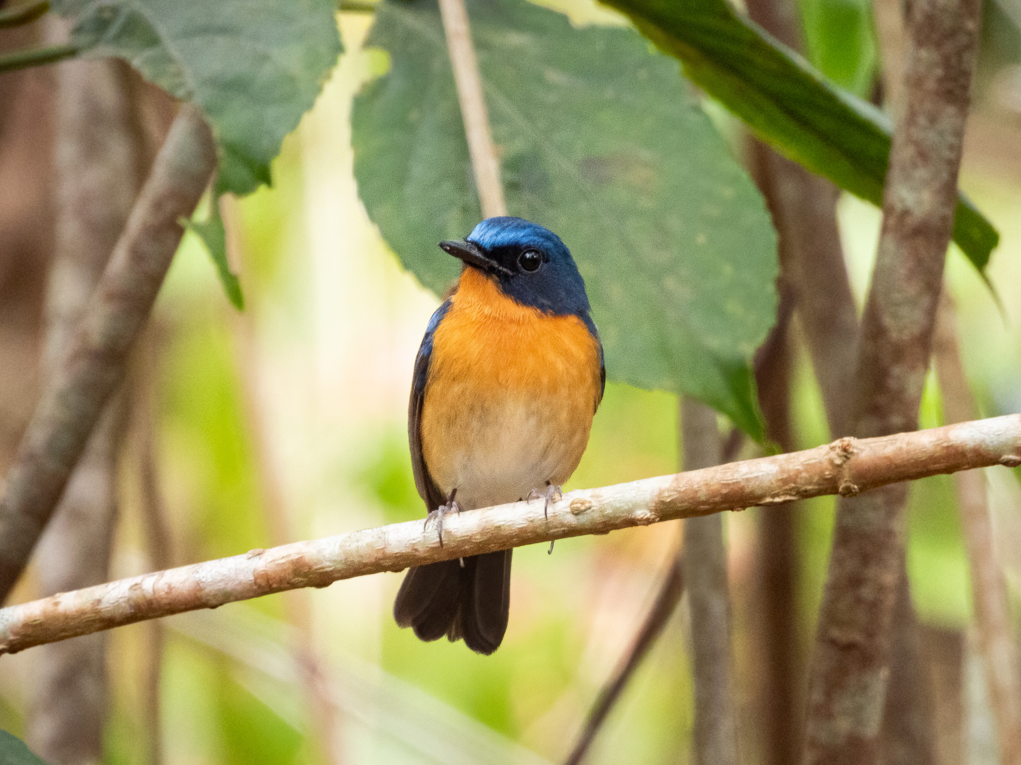 Hill Blue Flycatcher (Cyornis whitei), photo 5