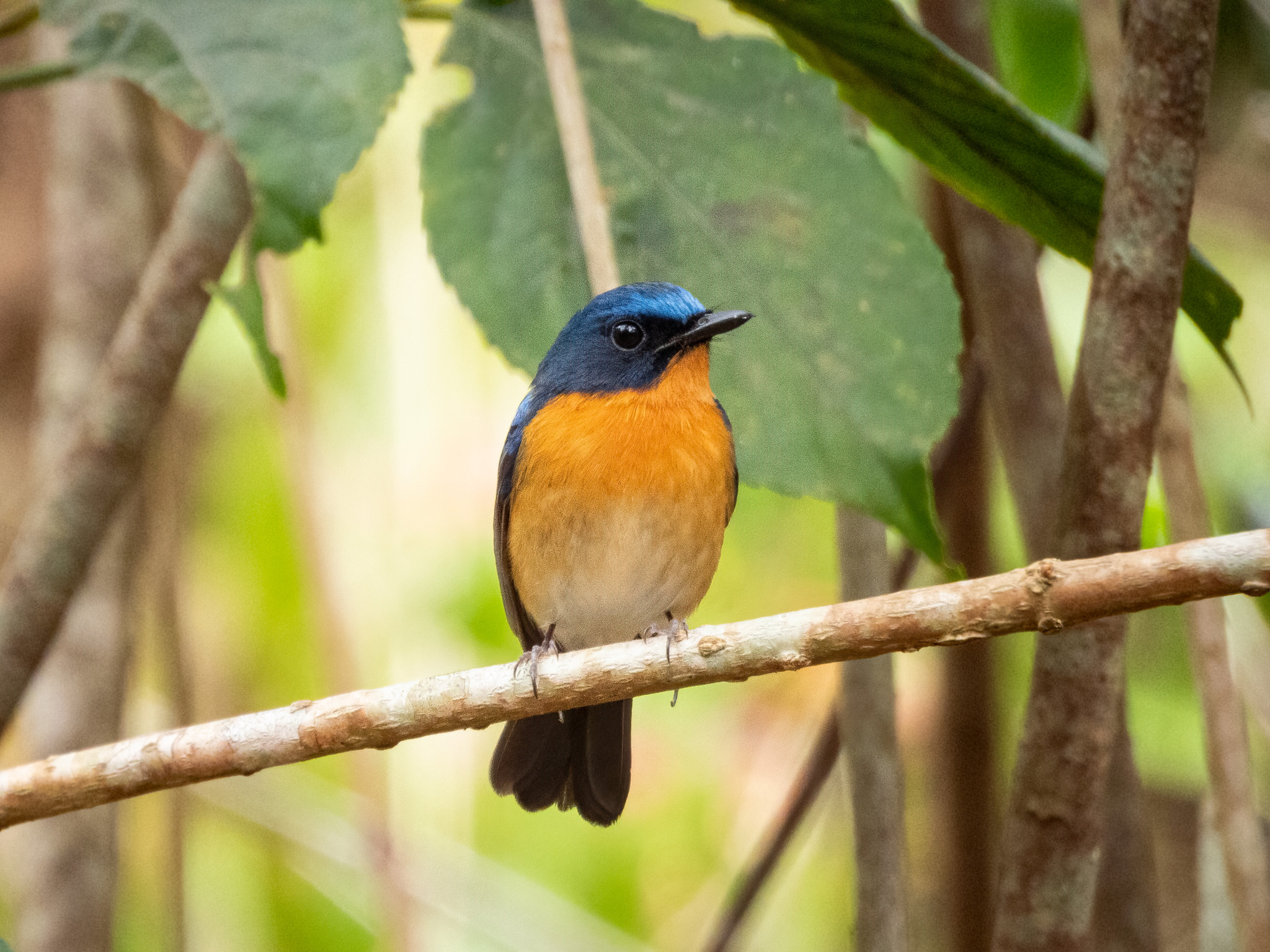 Hill Blue Flycatcher (Cyornis whitei), photo 4