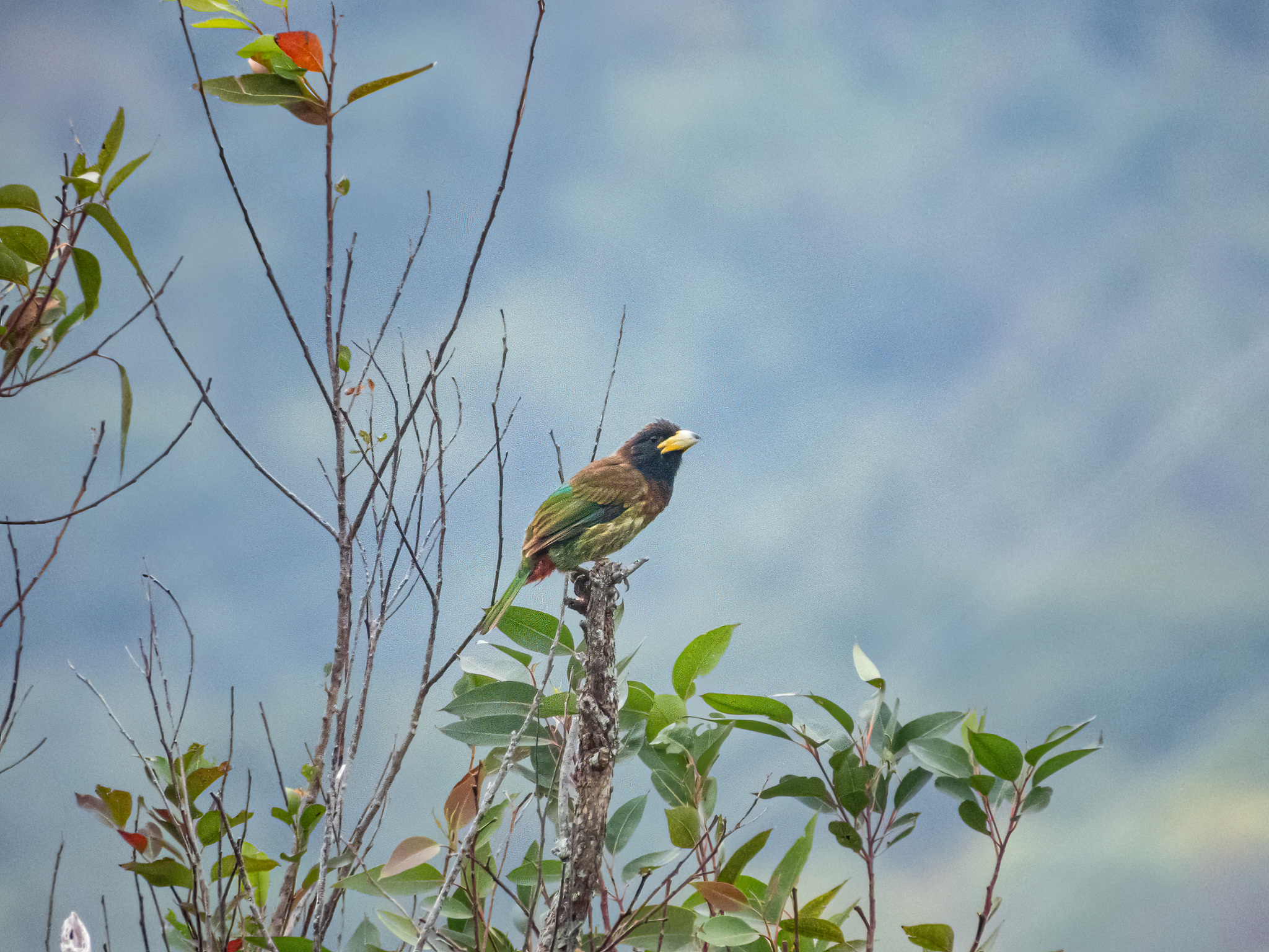 Great Barbet (Psilopogon virens), photo 10